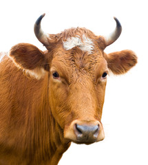 head of cow, isolated