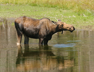 Naklejka na ściany i meble female Moose feeding in a pond in the Tetons