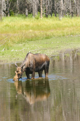Fototapeta na wymiar female Moose feeding in a pond in the Tetons