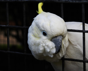 White Cockatoo putting its head through cage bars