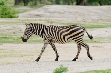 Fototapeta na wymiar Closeup of Burchell's Zebra (scientific name: Equus burchelli