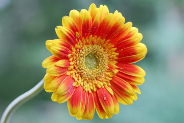 Yellow and Orange Gerber Daisy
