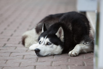 Sad Husky dog lying on the ground on the chaine outdoors/ portrait of a lying Siberian husky with blue eyes/ sad dog tied to the chain