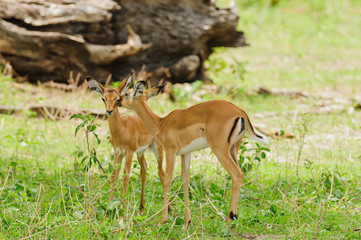 Closeup of Impala (scientific name: Aepyceros melampus, or 