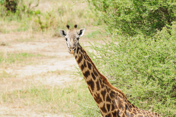 Closeup of Masai Giraffe, scientific name: Giraffa camelopardalis tippelskirchi 