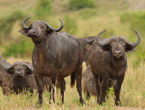 Closeup of Buffalo (scientific name: Syncerus caffer or "Nyati or Mbogo" in Swaheli) image taken on Safari located in the Tarangire National park in the East African country of Tanzania