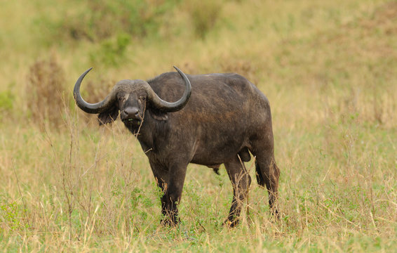 Closeup of Buffalo (scientific name: Syncerus caffer or "Nyati or Mbogo" in Swaheli) image taken on Safari located in the Tarangire National park in the East African country of Tanzania