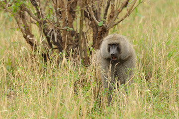 Closeup of Olive Baboons (scientific name: papio anubis, or Nyani in Swaheli) image taken on Safari located in the Tarangire National park in the East African country of Tanzania