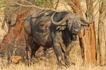 Closeup of Buffalo (scientific name: Syncerus caffer or "Nyati or Mbogo" in Swaheli) 