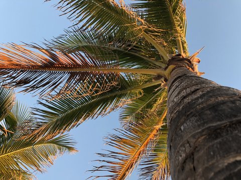 Sunset Palm