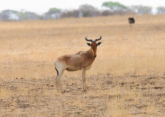 Naklejka premium Closeup of Coke's Hartebeest (scientific name: Connochaetes taurinus or 