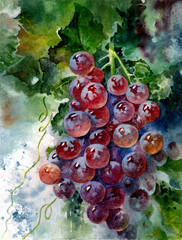 Colorful grapes. Bunch of grapes. Beautiful watercolor illustration. Drawing of grapes on paper. - 185626358