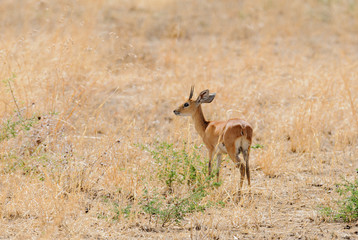 Closeup of Steenbok (scientific name: Raphicerus campestris , or 