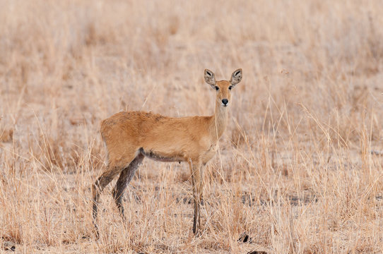 Closeup of Reedbuck (scientific name: Redunca redunca, or "Tohe ndope" in Swaheli) 