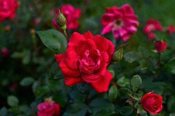 Heart on Fire Red Knockout Rose