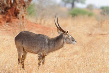 Closeup of Waterbuck (scientific name: Kobus ellipsiprymnus, or 