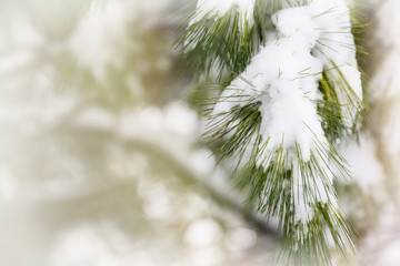 Snow covered evergreen tree branch; pine bough holds freshly fallen snow