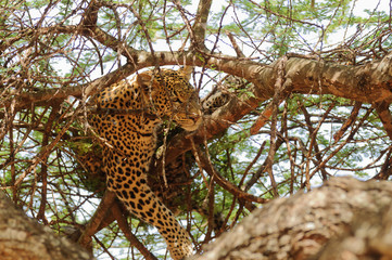 Fototapeta na wymiar Closeup of a Leopard (scientific name: Panthera pardus, or 