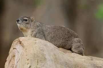 Closeup of Rock Hyrax (scientific name: Procavia johnstoni, or 