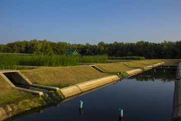 Wastewater Treatment Process using Plant and Grass Filtration