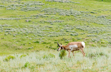 Naklejka na ściany i meble North American Pronghorn Antelope (Antilocapra americana) in Yellowstone National Park