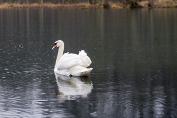 Swan on the lake on a rainy day. Floating birds on the lake's surface.