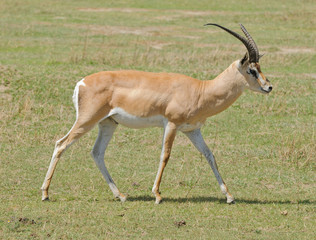 Naklejka na ściany i meble Closeup of Grant's Gazelle in Ngorongoro park