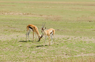 Naklejka na ściany i meble Closeup of Thompson's Gazelle in Ngorongoro park