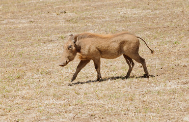 Closeup of Warthog walking in Ngorongoro