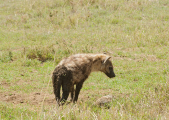 Closeup of Spotted Hyena in Ngorongoro