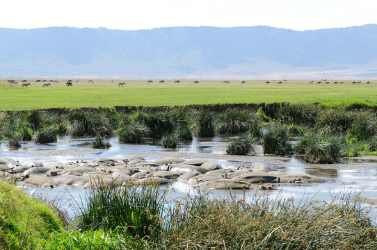 Hippopotamus (scientific name: Hippopotamus amphibius, or "Kiboko" in Swaheli) 