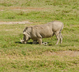 Fototapeta premium Closeup of Warthog in kneeling position feeding