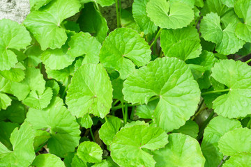 Closeup leaves of Gotu kola, Asiatic pennywort, Indian pennywort with sun light, herb and medical concept, selective focus
