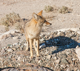lone wild coyote in Death Valley, California