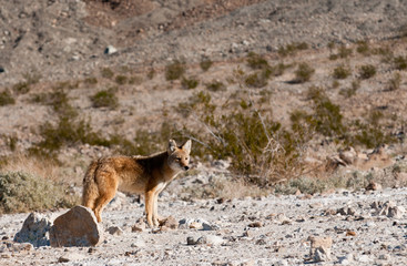 Coyotes in Death Valley