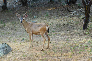 Black-tailed buck (odocoilus hemionus) in velvet