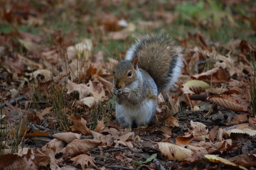 Eichhörnchen
