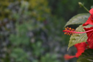 beautiful nature