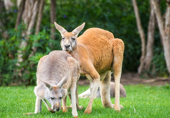 Naklejka na ściany i meble Australian Kangaroo in Phillip Island wild life park of Australia.