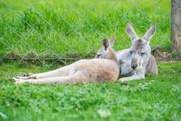 Australian Kangaroo in Phillip Island wild life park of Australia.