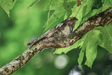 A Blyth's Frogmouth stay on branch with a green leaf