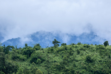 landscape of the forest with grassfield