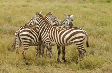 Obraz na płótnie Canvas Closeup of Burchell's Zebra (scientific name: Equus burchelli, 