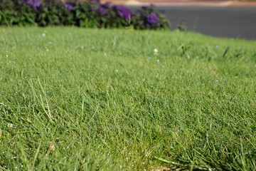 朝露のついた芝