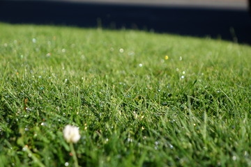 朝露のついた芝