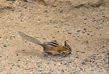 Chipmunk scavenging for food