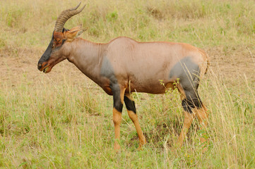 Closeup of Topi (scientific name: Damaliscus lunatus jimela or 