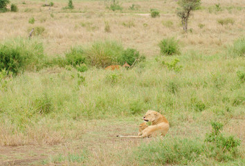 Lionness with cub and Reedbuck sneaking by (scientific name: Panthera leo, or "Simba" in Swaheli) image taken on Safari located in the Serengeti National park, Tanzania