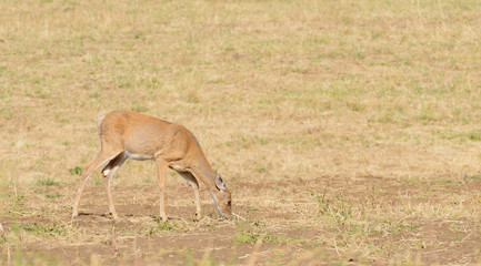 Whitetail deer (odocoilus virginianus) on formland in Washington