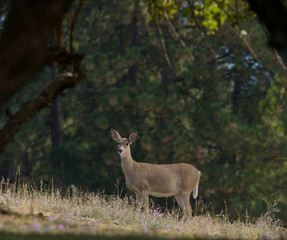 Whitetail deer (odocoilus virginianus) on formland in Washington